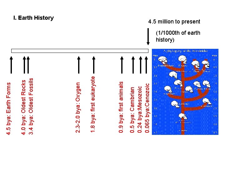 0. 5 bya: Cambrian 0. 24 bya: Mesozoic 0. 065 bya: Cenozoic 0. 9 0. 5 bya: Cambrian 0. 24 bya: Mesozoic 0. 065 bya: Cenozoic 0. 9