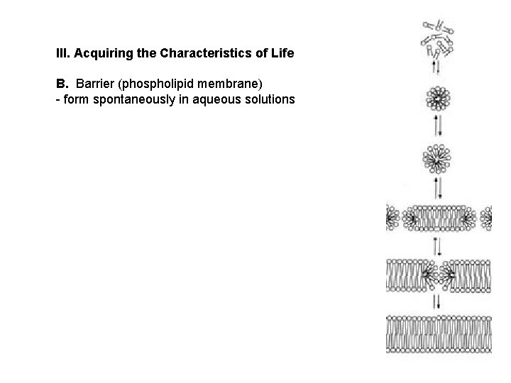 III. Acquiring the Characteristics of Life B. Barrier (phospholipid membrane) - form spontaneously in III. Acquiring the Characteristics of Life B. Barrier (phospholipid membrane) - form spontaneously in