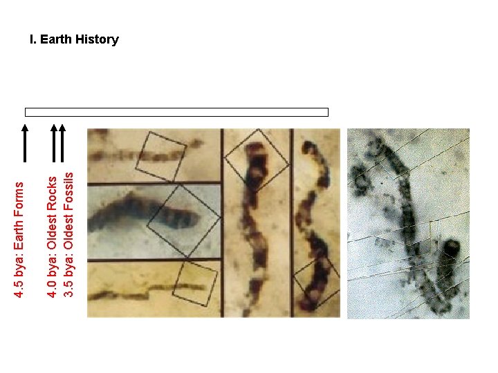 4. 0 bya: Oldest Rocks 3. 5 bya: Oldest Fossils 4. 5 bya: Earth 4. 0 bya: Oldest Rocks 3. 5 bya: Oldest Fossils 4. 5 bya: Earth