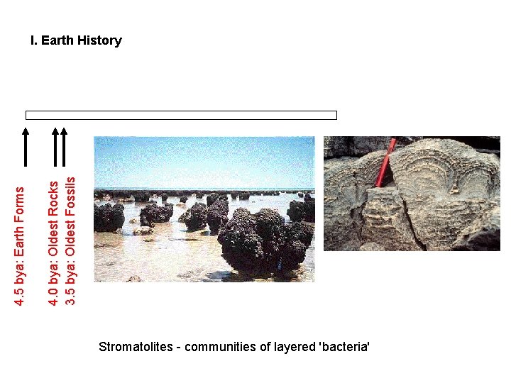 4. 0 bya: Oldest Rocks 3. 5 bya: Oldest Fossils 4. 5 bya: Earth 4. 0 bya: Oldest Rocks 3. 5 bya: Oldest Fossils 4. 5 bya: Earth