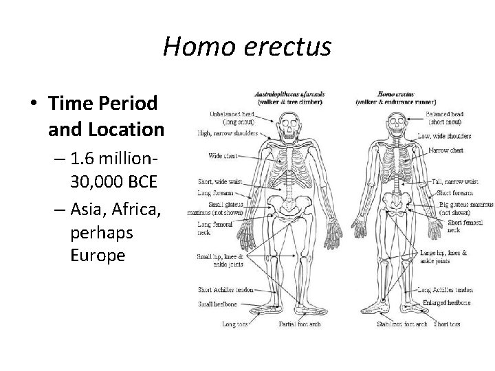 Homo erectus • Time Period and Location – 1. 6 million 30, 000 BCE