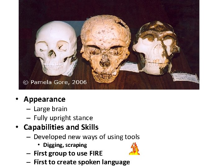 fi • Appearance – Large brain – Fully upright stance • Capabilities and Skills