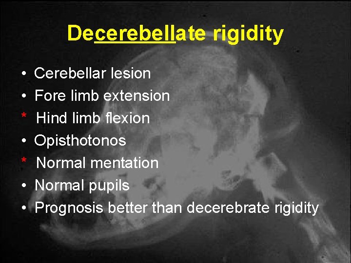 Decerebellate rigidity • • * • • Cerebellar lesion Fore limb extension Hind limb Decerebellate rigidity • • * • • Cerebellar lesion Fore limb extension Hind limb