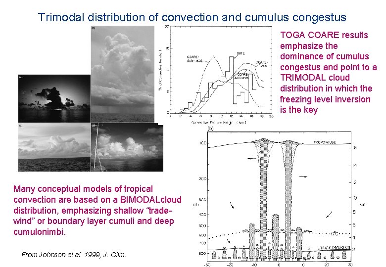 Trimodal distribution of convection and cumulus congestus TOGA COARE results emphasize the dominance of