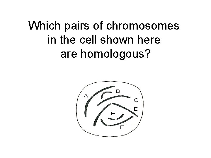 Which pairs of chromosomes in the cell shown here are homologous? 
