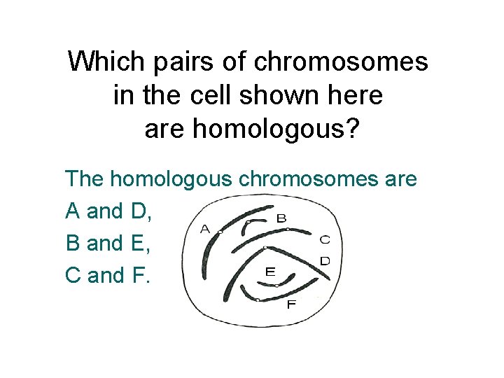 Which pairs of chromosomes in the cell shown here are homologous? The homologous chromosomes