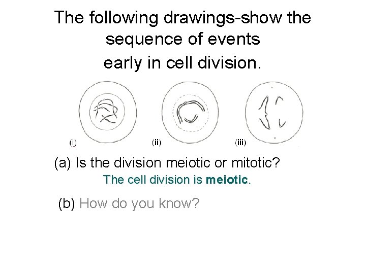 The following drawings-show the sequence of events early in cell division. (a) Is the
