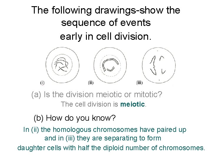 The following drawings-show the sequence of events early in cell division. (a) Is the