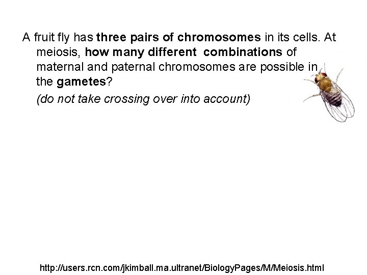 A fruit fly has three pairs of chromosomes in its cells. At meiosis, how
