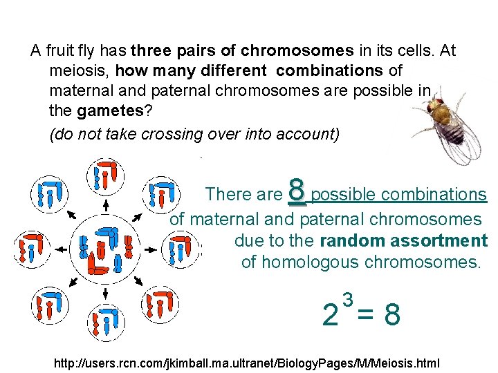 A fruit fly has three pairs of chromosomes in its cells. At meiosis, how