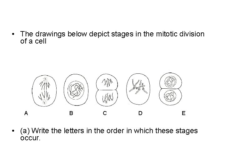  • The drawings below depict stages in the mitotic division of a cell