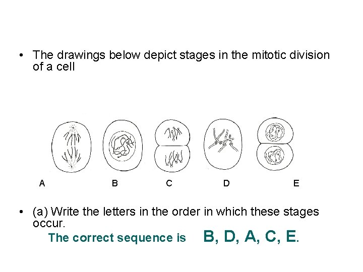  • The drawings below depict stages in the mitotic division of a cell