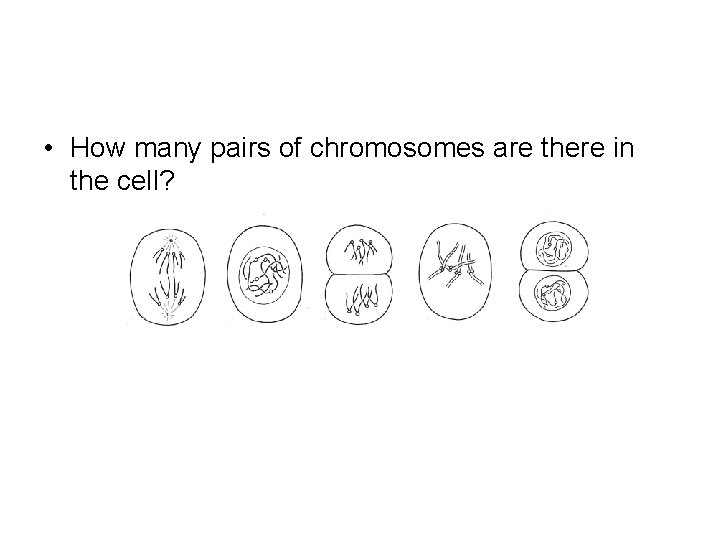  • How many pairs of chromosomes are there in the cell? 