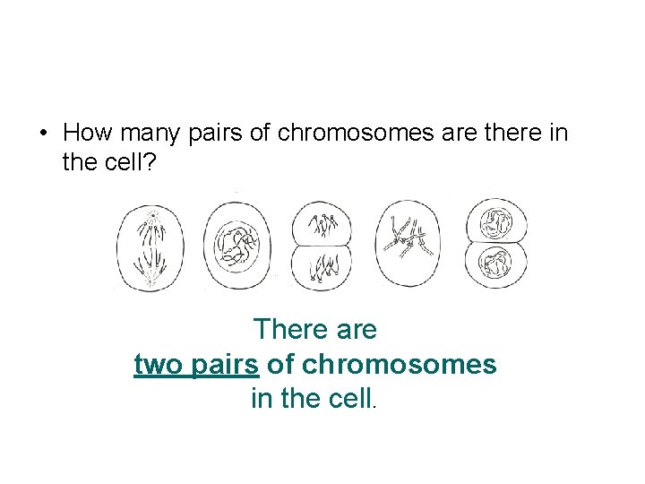  • How many pairs of chromosomes are there in the cell? There are