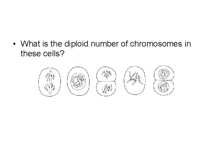  • What is the diploid number of chromosomes in these cells? 