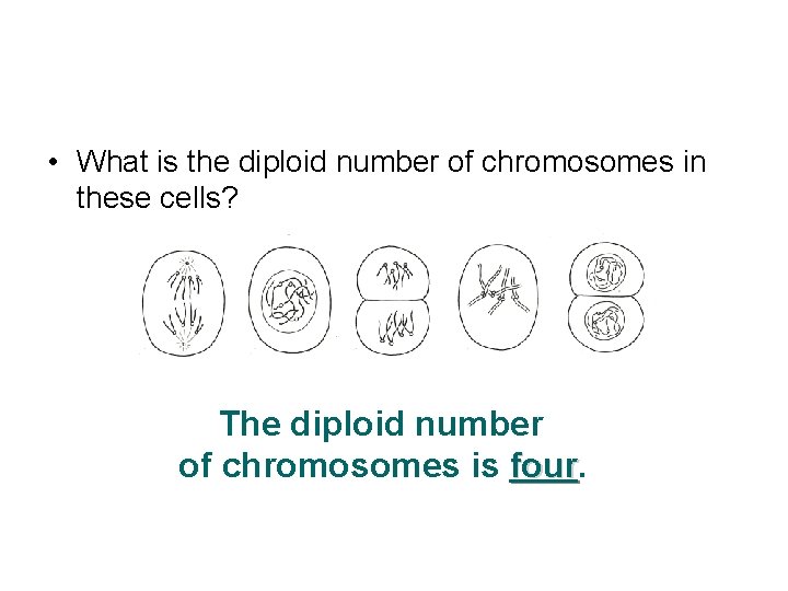  • What is the diploid number of chromosomes in these cells? The diploid