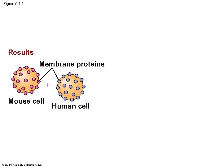 Figure 5. 4 -1 Results Membrane proteins Mouse cell © 2014 Pearson Education, Inc.