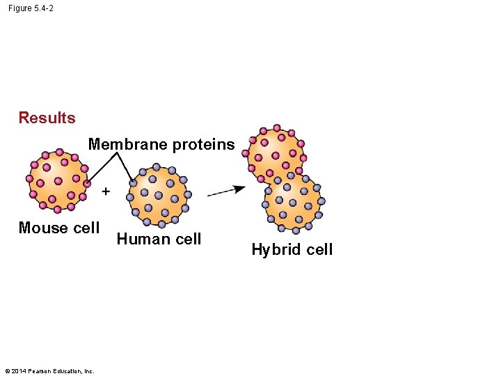 Figure 5. 4 -2 Results Membrane proteins Mouse cell © 2014 Pearson Education, Inc.