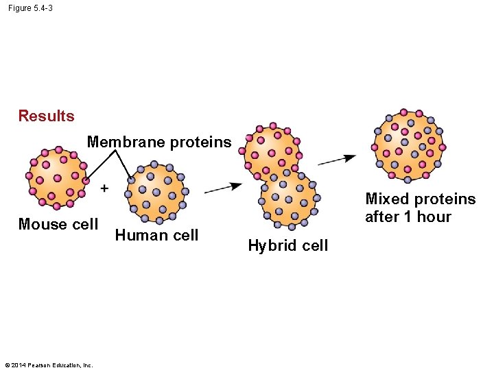 Figure 5. 4 -3 Results Membrane proteins Mouse cell © 2014 Pearson Education, Inc.