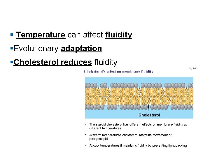 § Temperature can affect fluidity §Evolutionary adaptation §Cholesterol reduces fluidity 