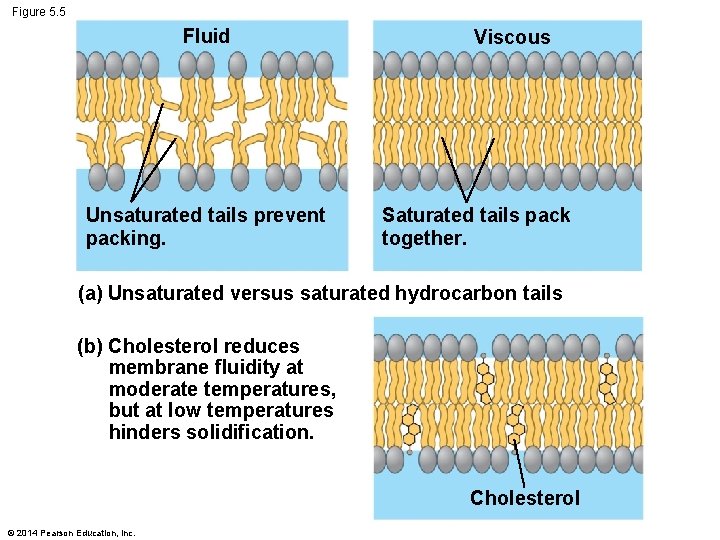 Figure 5. 5 Fluid Unsaturated tails prevent packing. Viscous Saturated tails pack together. (a)