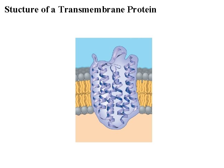 Stucture of a Transmembrane Protein 