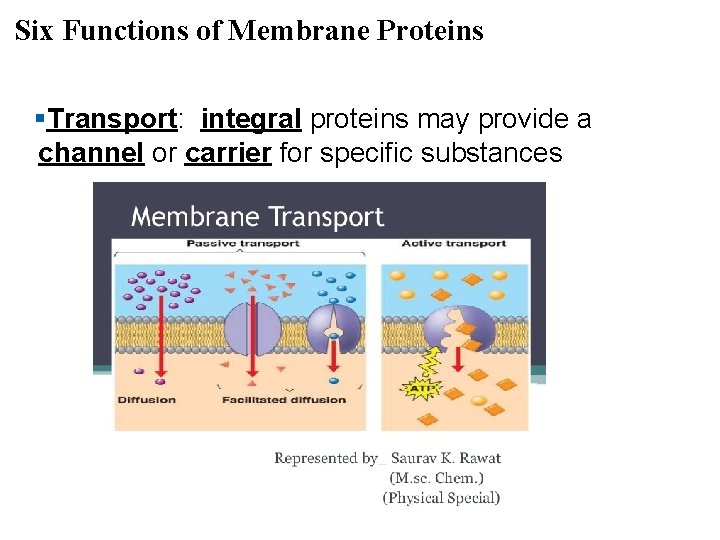 Six Functions of Membrane Proteins §Transport: integral proteins may provide a channel or carrier