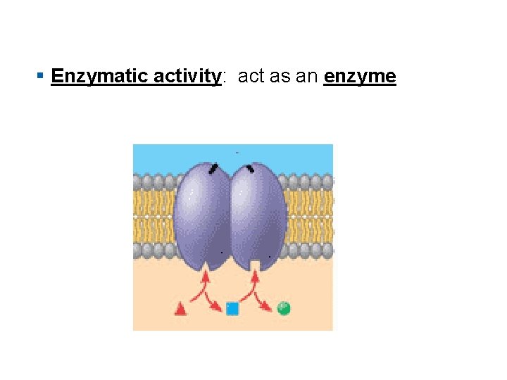 § Enzymatic activity: act as an enzyme 