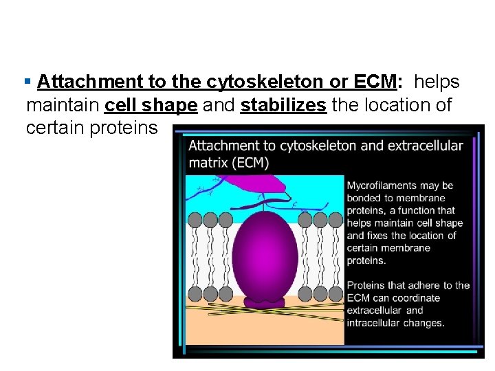 § Attachment to the cytoskeleton or ECM: helps maintain cell shape and stabilizes the