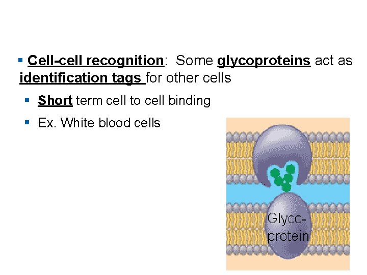 § Cell-cell recognition: Some glycoproteins act as identification tags for other cells § Short