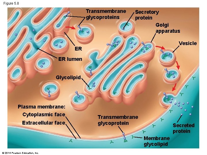 Figure 5. 8 Transmembrane glycoproteins Secretory protein Golgi apparatus Vesicle ER ER lumen Glycolipid