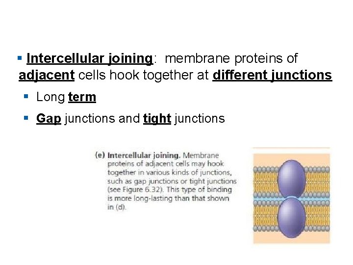 § Intercellular joining: membrane proteins of adjacent cells hook together at different junctions §