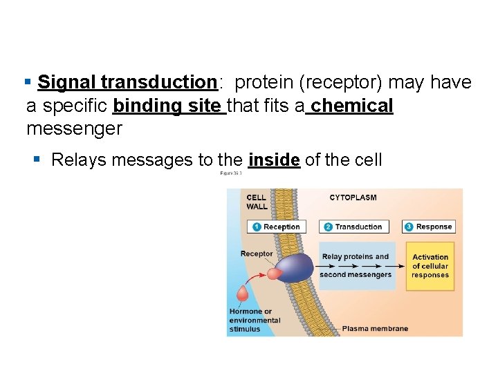 § Signal transduction: protein (receptor) may have a specific binding site that fits a