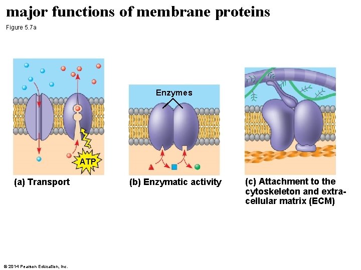 major functions of membrane proteins Figure 5. 7 a Enzymes ATP (a) Transport ©