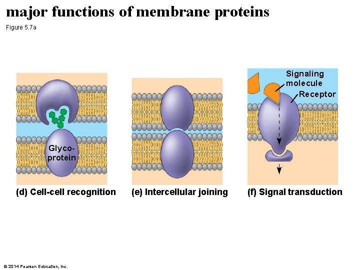 major functions of membrane proteins Figure 5. 7 a Signaling molecule Receptor Glycoprotein (d)