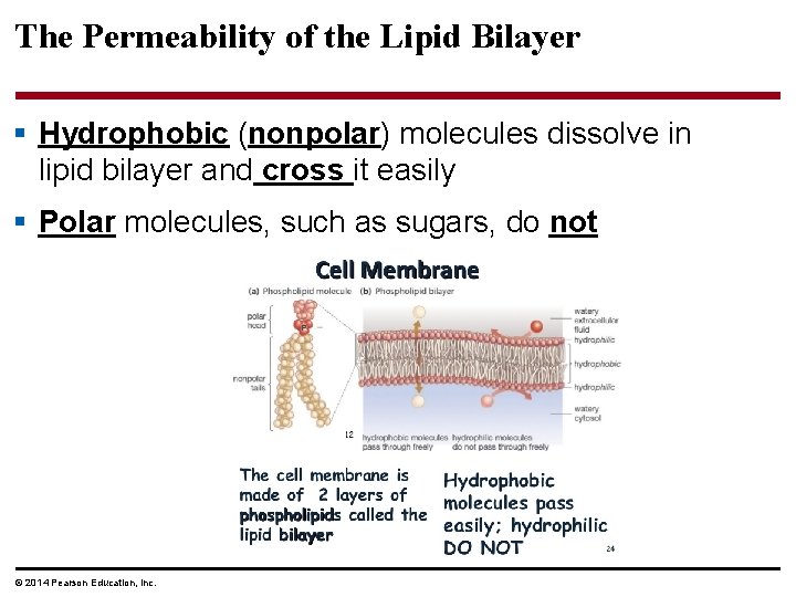The Permeability of the Lipid Bilayer § Hydrophobic (nonpolar) molecules dissolve in lipid bilayer