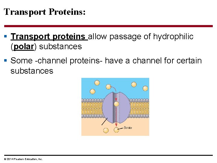 Transport Proteins: § Transport proteins allow passage of hydrophilic (polar) substances § Some -channel