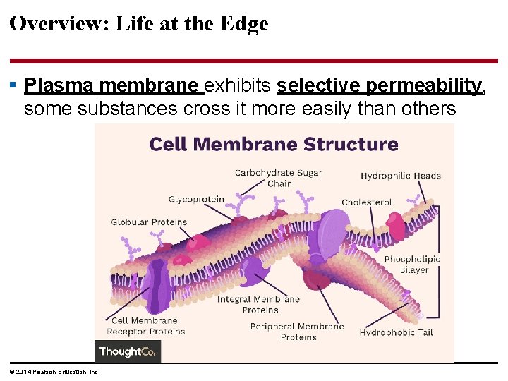 Overview: Life at the Edge § Plasma membrane exhibits selective permeability, some substances cross