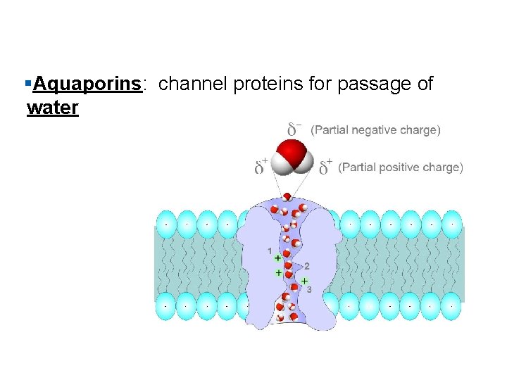 §Aquaporins: channel proteins for passage of water 