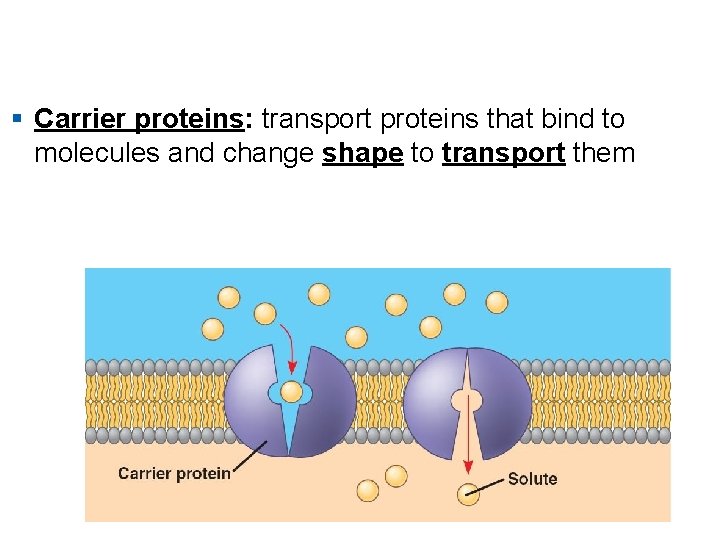 § Carrier proteins: transport proteins that bind to molecules and change shape to transport