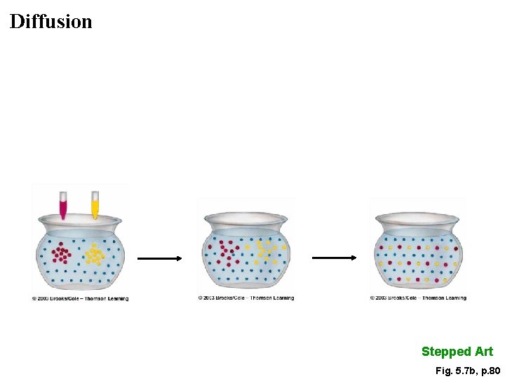 Diffusion Stepped Art Fig. 5. 7 b, p. 80 