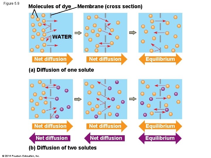 Figure 5. 9 Molecules of dye Membrane (cross section) WATER Net diffusion Equilibrium (a)