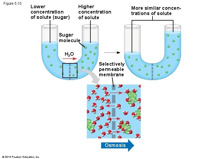 Figure 5. 10 Lower concentration of solute (sugar) Higher concentration of solute Sugar molecule