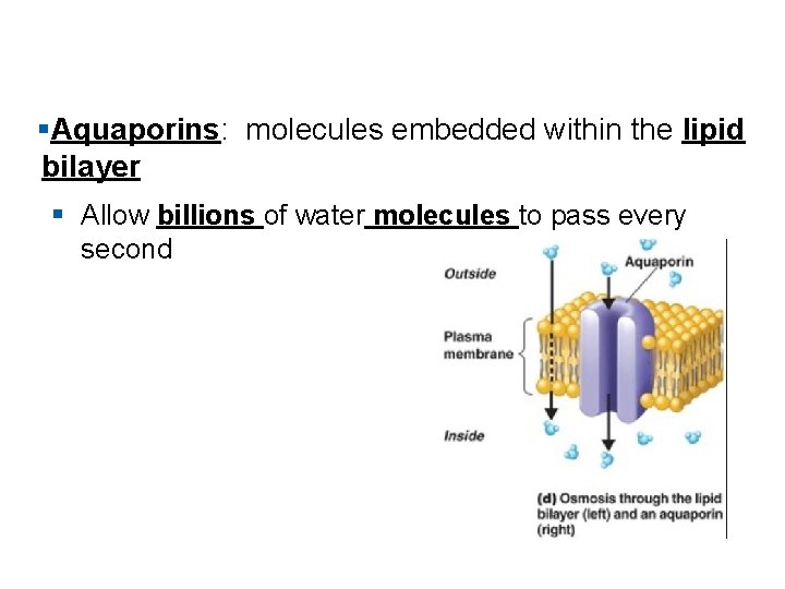 §Aquaporins: molecules embedded within the lipid bilayer § Allow billions of water molecules to