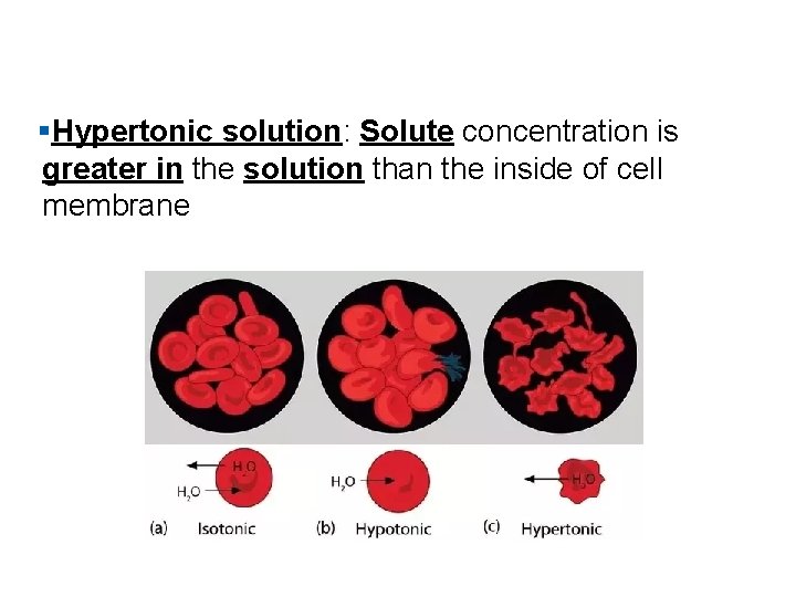 §Hypertonic solution: Solute concentration is greater in the solution than the inside of cell
