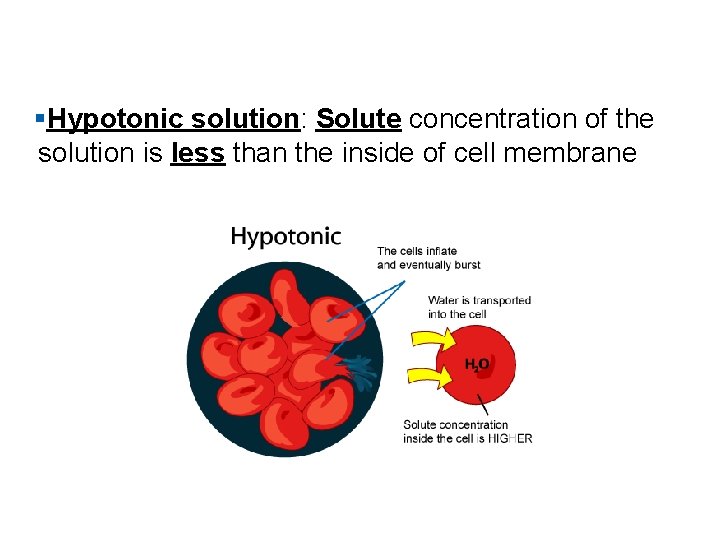 §Hypotonic solution: Solute concentration of the solution is less than the inside of cell