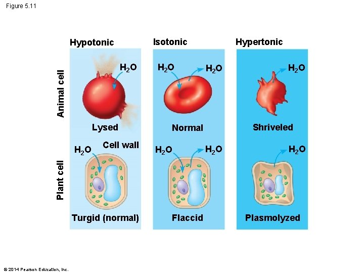 Figure 5. 11 Isotonic Hypotonic Animal cell H 2 O Lysed Cell wall H