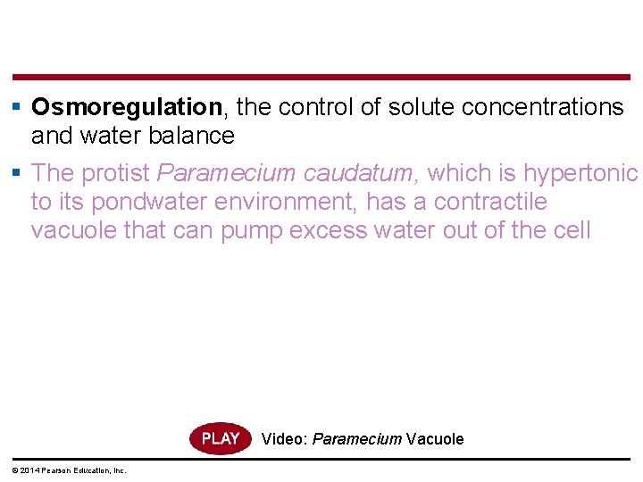 § Osmoregulation, the control of solute concentrations and water balance § The protist Paramecium