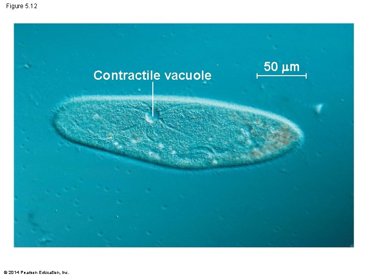 Figure 5. 12 Contractile vacuole © 2014 Pearson Education, Inc. 50 m 