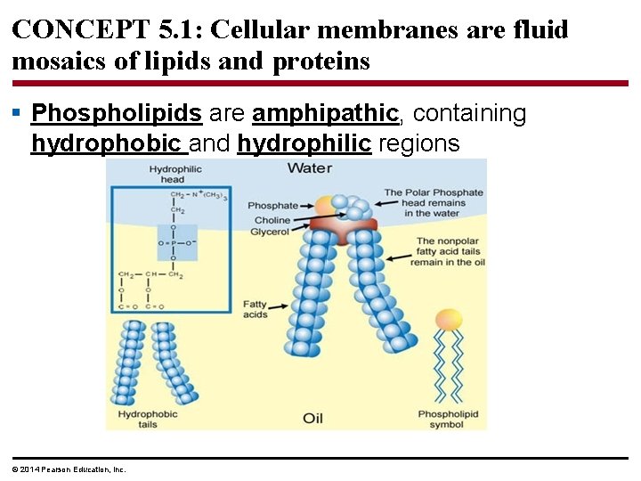 CONCEPT 5. 1: Cellular membranes are fluid mosaics of lipids and proteins § Phospholipids